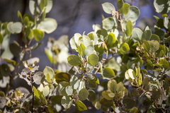 Arctostaphylos viscida mariposa