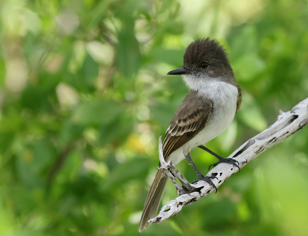 Puerto Rican Flycatcher