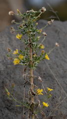 Heterotheca