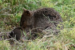 Setonix brachyurus