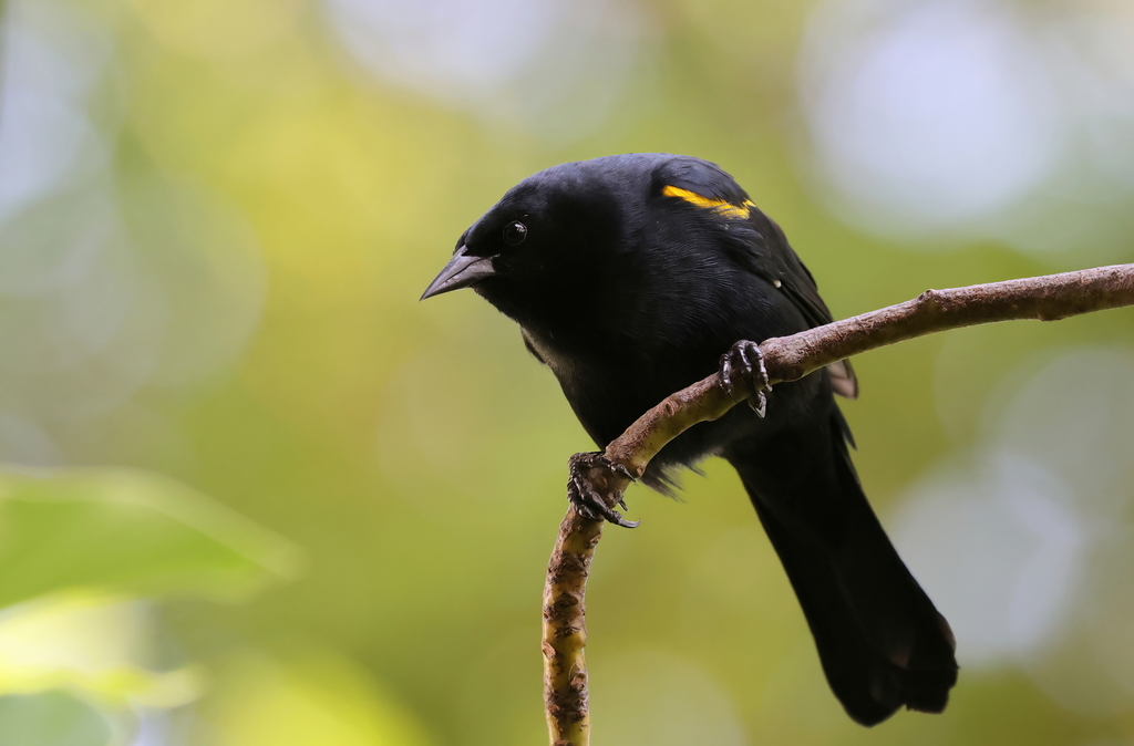 Yellow-shouldered Blackbird (Agelaius xanthomus) photo