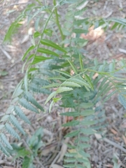 Schinus molle