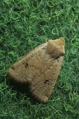 Conistra erythrocephala