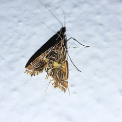 Paracymoriza