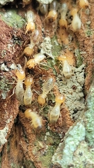 Odontotermes formosanus