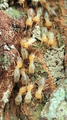 Odontotermes formosanus