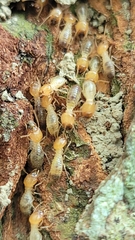 Odontotermes formosanus