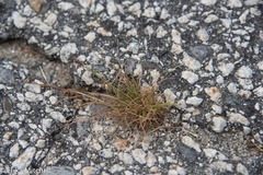 Bulbostylis capillaris