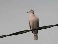 Streptopelia roseogrisea