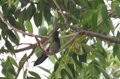 Anthracothorax aurulentus
