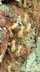 Odontotermes formosanus