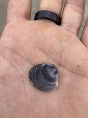Austrovenus stutchburyi