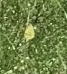 Eurema
