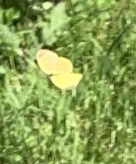 Eurema
