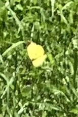 Eurema