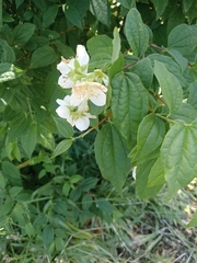 Philadelphus coronarius