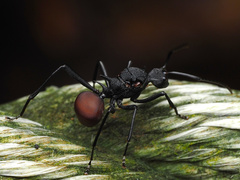 Polyrhachis armata