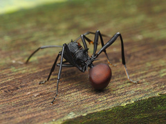Polyrhachis armata