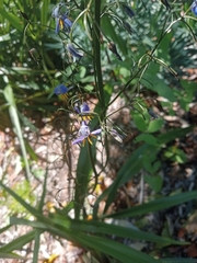 Dianella ensifolia