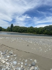 Charadrius bicinctus