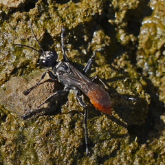 Prionyx parkeri