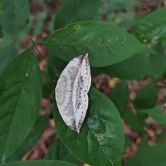 Cyclidia substigmaria