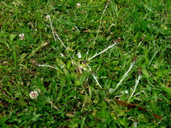 Gamochaeta americana