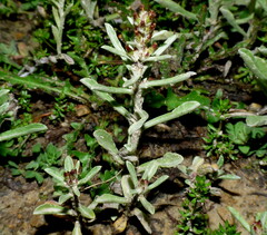 Gamochaeta calviceps