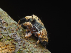 Junxattus daiqini