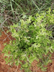 Ocimum tenuiflorum