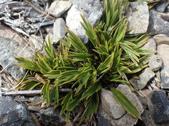 Aciphylla monroi