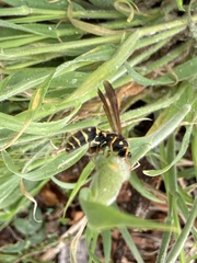 Polistes