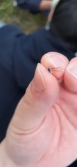 Aphididae