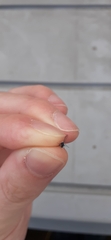 Aphididae