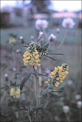 Melilotus altissimus