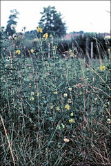 Melilotus altissimus