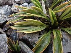 Aciphylla monroi