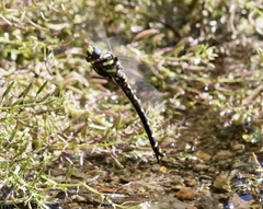 Cordulegaster dorsalis