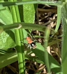 Maratus