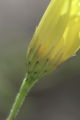 Croptilon hookerianum