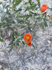 Sphaeralcea hastulata