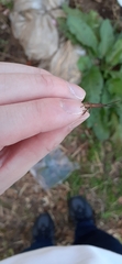 Atractomorpha lata