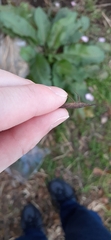 Atractomorpha lata