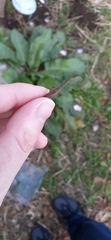Atractomorpha lata