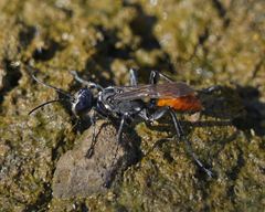 Prionyx parkeri