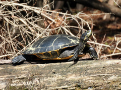 Pseudemys concinna suwanniensis
