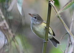 Vireo latimeri