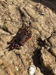 Cyclograpsus granulosus