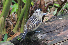 Thamnophilus doliatus