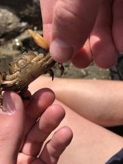 Cyclograpsus granulosus